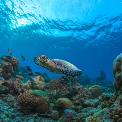 Ocean Education Activity